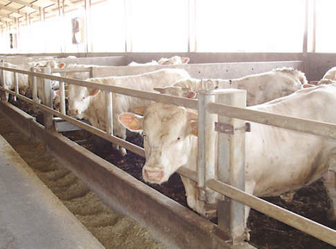 Come allevare in salute i bovini da carne
