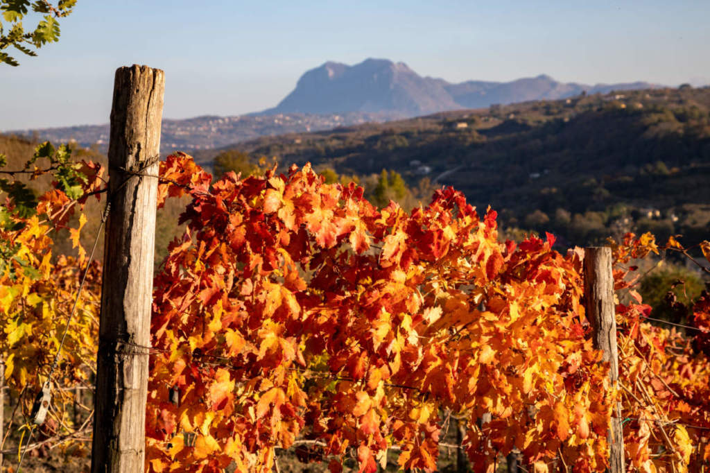 beautiful Italian vineyard of the very precious Aglianico ofTaurasi wine, Avellino, Campania, Italy